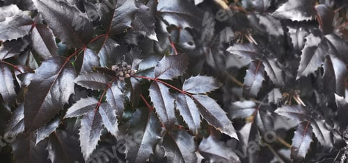 Preview: purple bush leaves close. nature spring background. banner