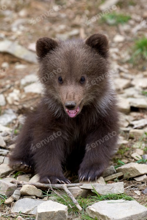Preview: Wild brown bear cub closeup