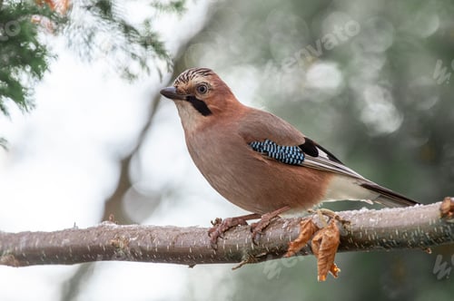 Preview: Eurasian jay on a branch with blurred background.