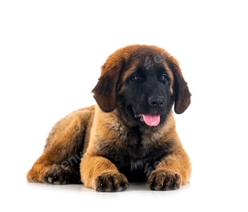 cachorro Leonberger en estudio