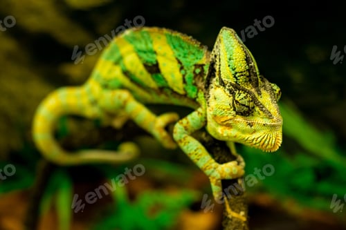 Preview: chameleon, reptile, pet, coloured, colours