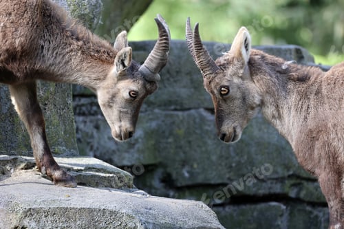 Preview: Alpine ibex at nature view