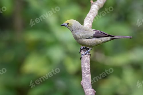 Preview: Bird perched looking carefully from a vertical tree branch