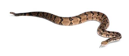 Preview: Timber rattlesnake - Crotalus horridus atricaudatus, poisonous, white background