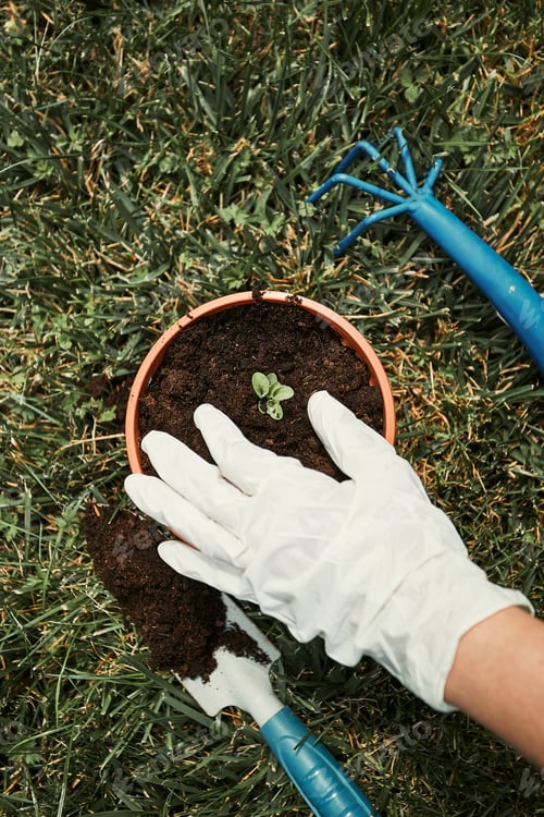 Preview: Gardener replanting plant into a new pot