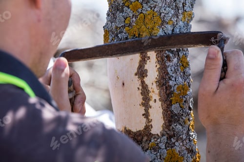 Preview: Close-up grafting site of pistachios tree, plant grafting and plant care in the garden