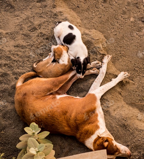 Preview: Cute Puppies with Mother