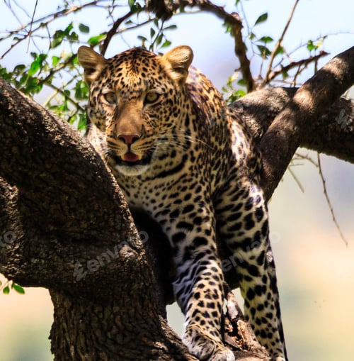 Preview: A Beautiful and Breathtaking wildlife in the World