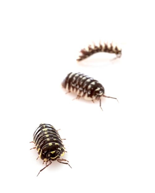 Preview: Armadillidium maculatum in studio