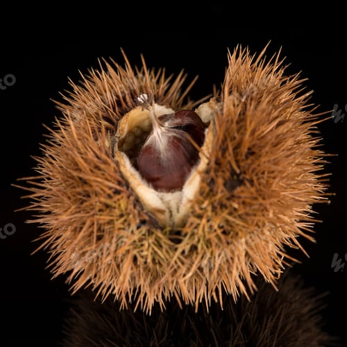 Preview: Chestnuts on a black reflective background