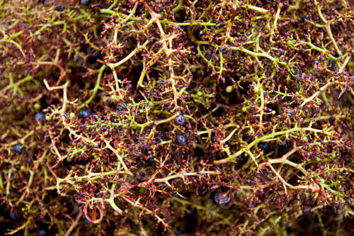 Preview: Grapes residues