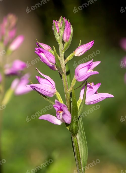 Preview: Wild orchid species, Scientific name; Cephalanthera rubra