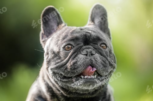 Preview: Smiling grey French Bulldog enjoying a sunny day outdoors, surrounded by vibrant nature.