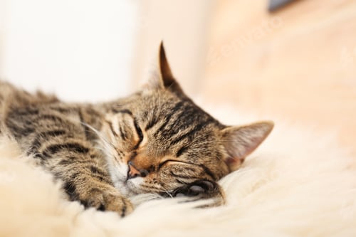 Preview: Cute tabby cat lying on faux fur, closeup. Lovely pet