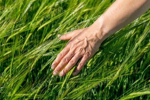 Preview: Close-up of Farmer hand holding green wheat ears in the field. Agricultural business.