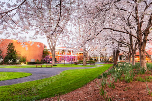 Preview: Campus Springtime at Dusk