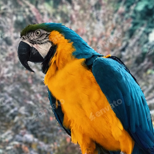 Preview: A macaw