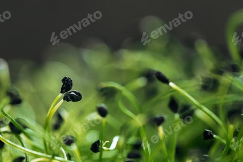 Preview: Young green sprouts of micro green close up