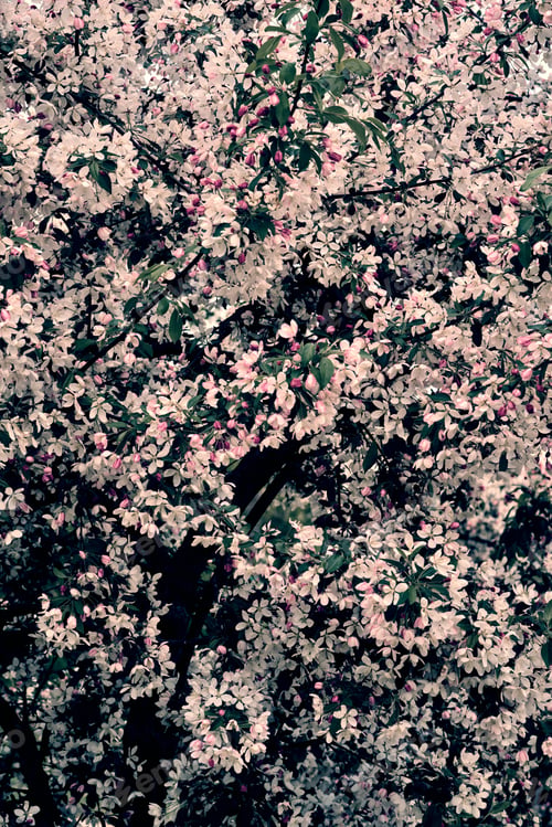 Preview: Most Of The Flowering Tree For Abstract Natural Background
