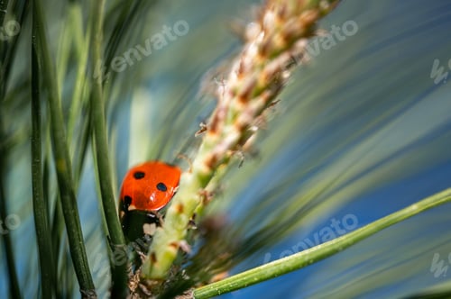 Preview: Small cute little ladybug on a maritime pine branch under the sunlight