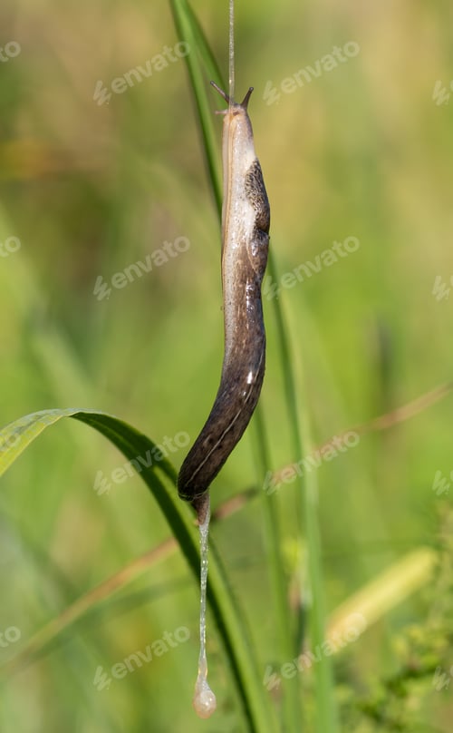 Preview: Leopard slug, Limax maximus. Early morning on the riverbank. A slug crawls up a rope of slime