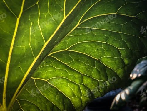 Preview: Large plant leaf backlit with yellow veins