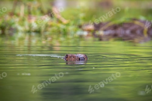 Preview: Eurasian beaver with head out of the water in summer