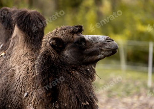 Preview: Bactrian Camel In Image