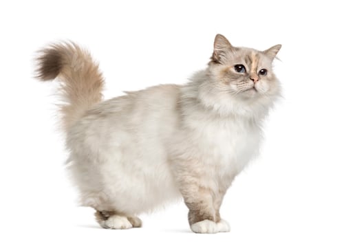 Preview: Birman standing, isolated on white