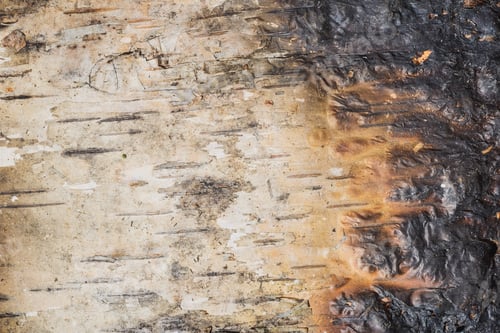Preview: Burnt Birch Bark - Frightening Picture Shows The Destruction Of The Tree
