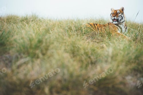 Preview: Tiger in green grass