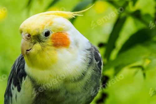 Preview: cockatiel, bird, pet, parrot