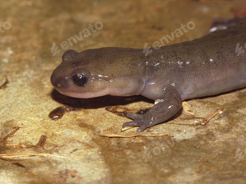 Preview: Japanese endemic Hokkaido salamander