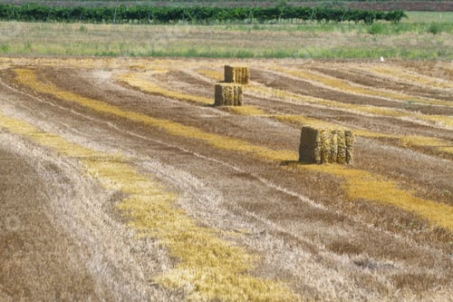 Preview: Reaped wheat fields in La Noguera