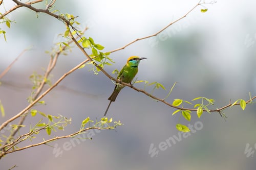 Preview: Green bee eater