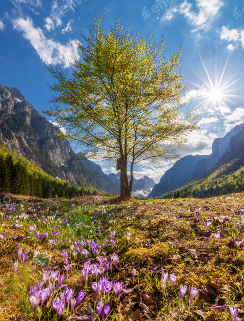 Preview: Spring in the mountains