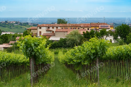 Preview: Hills of Oltrepo Pavese at June. Vineyards