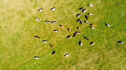 Preview: aerial view of cows in a herd on a green pasture