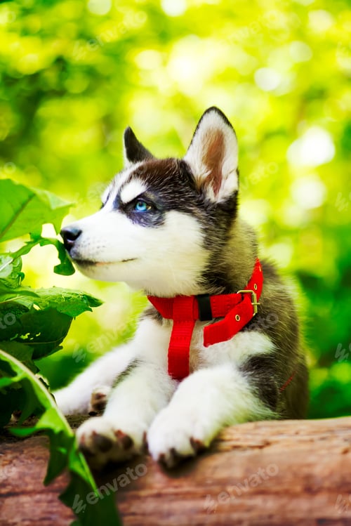 Preview: Siberian little Husky breed dog lying on green grass in the forest on a leash