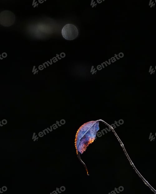 Preview: Lonely leaf
