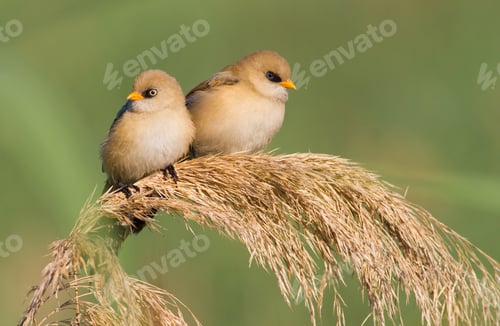 Preview: Bearded tit, Panurus biarmicus. Young tits