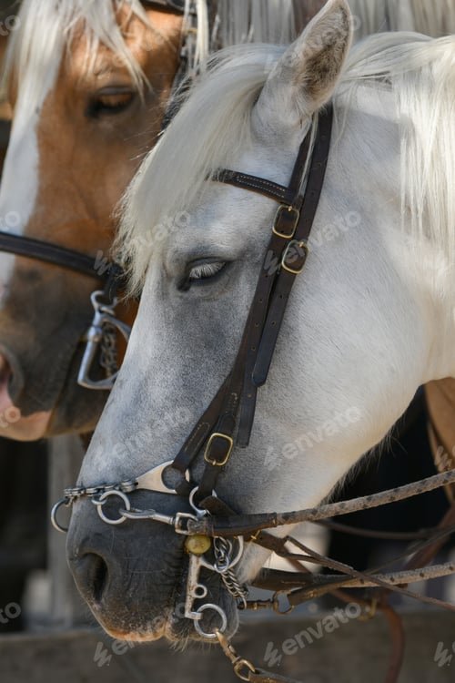 Preview: White and brown horses in a leather strap in a farm