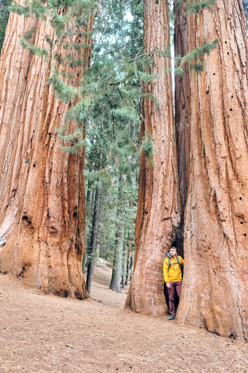 Preview: Tourist With Backpack Hiking In Sequoia National Park. California, United States.