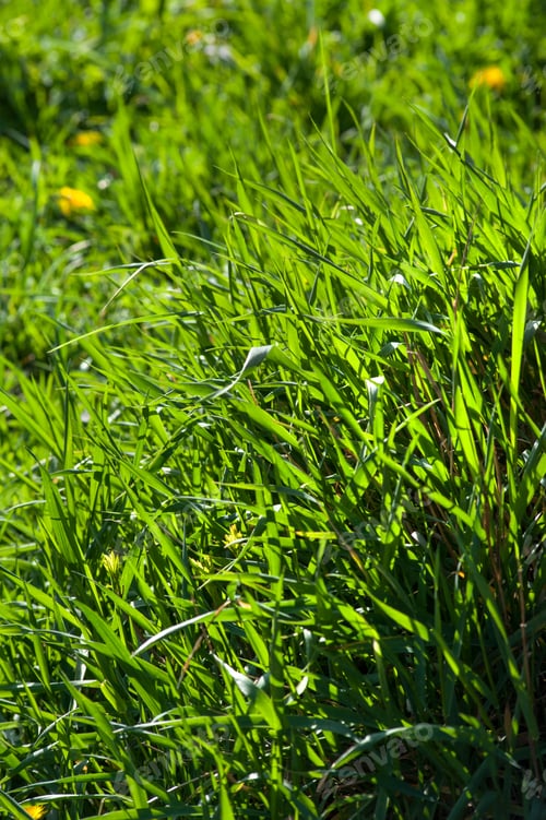Preview: Green grass in the meadow, young juicy blades of grass in the sun.