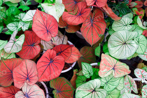Preview: Background of many various colorful Caladium bicolor leaves growing in home gardening, top view