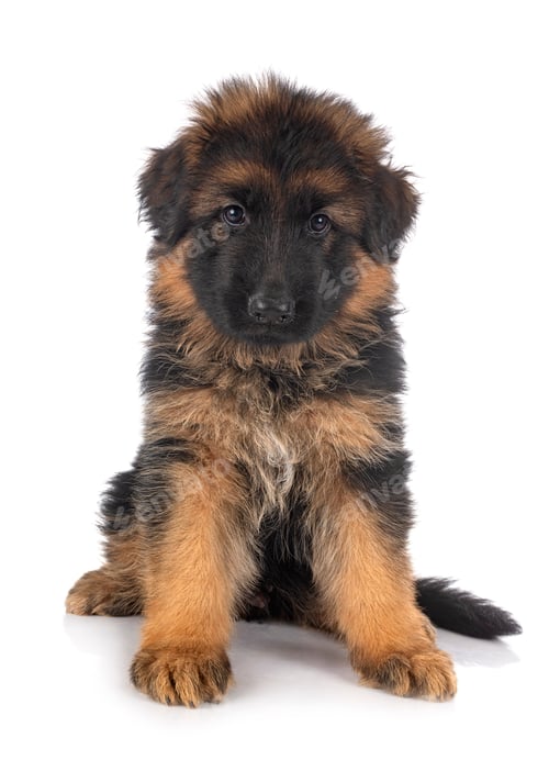 Preview: puppy german shepherd