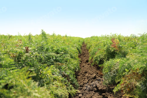 Preview: Beautiful view of carrot field on sunny day. Organic farming