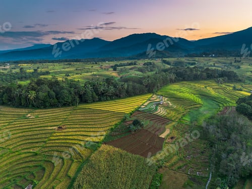 Preview: beautiful morning view panorama of indonesia agriculture industry rice fields