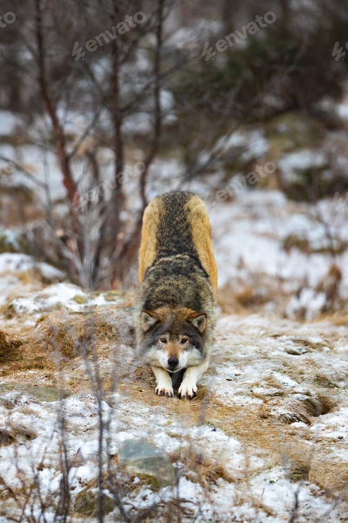 Preview: Adult male wolf strecthing in the forest in early winter