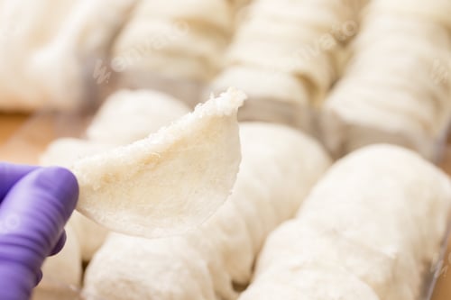 Preview: Hand hold Fresh raw edible bird nest with glove